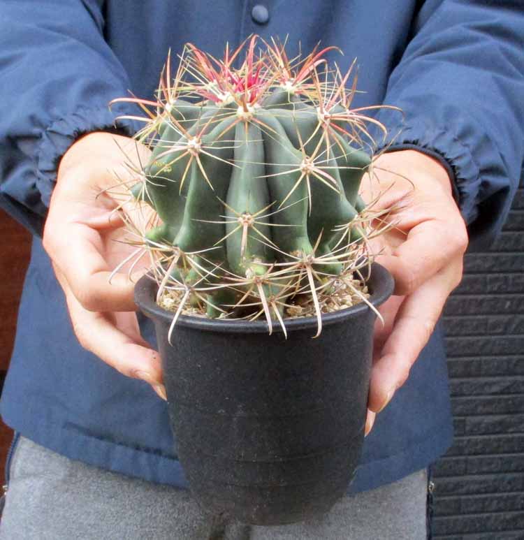 楽天市場】【現品・現物】サボテン・獅子王丸 サボテン・シシオウマル