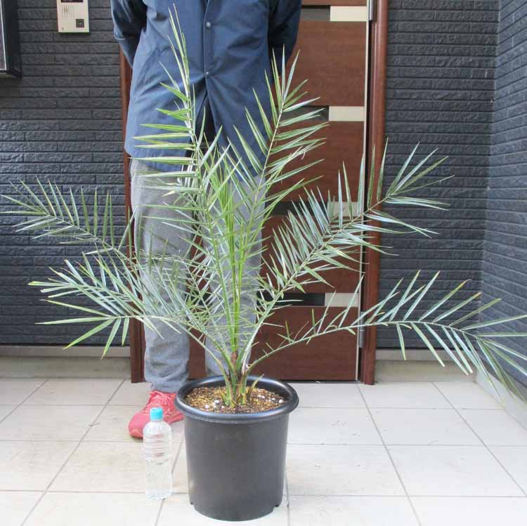 楽天市場】【現品発送】ナンノロプス アラビカシルバー（耐寒性椰子