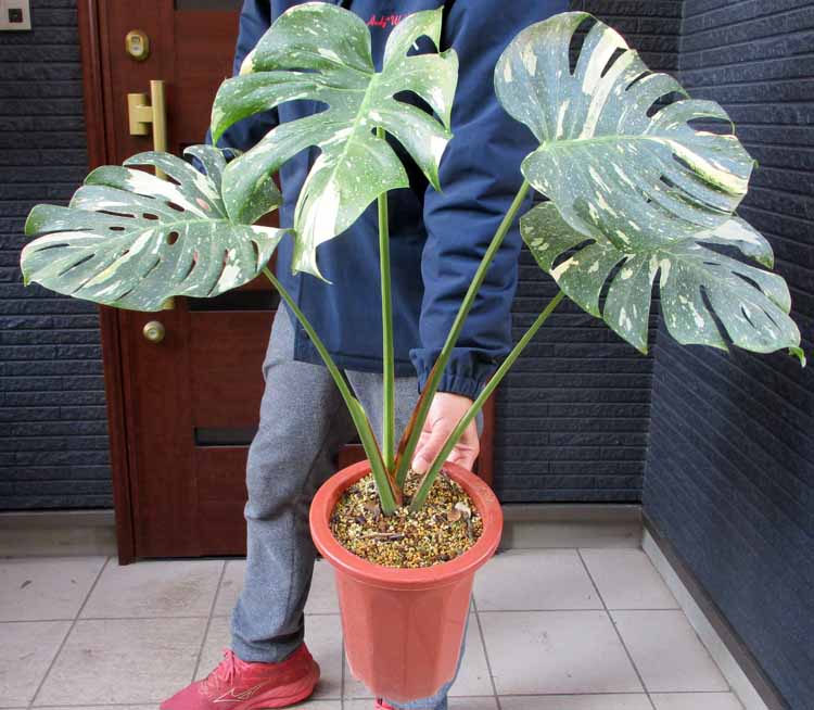 楽天市場】【現品発送M3182】ピスタチア レンティスクス 7号セラアート