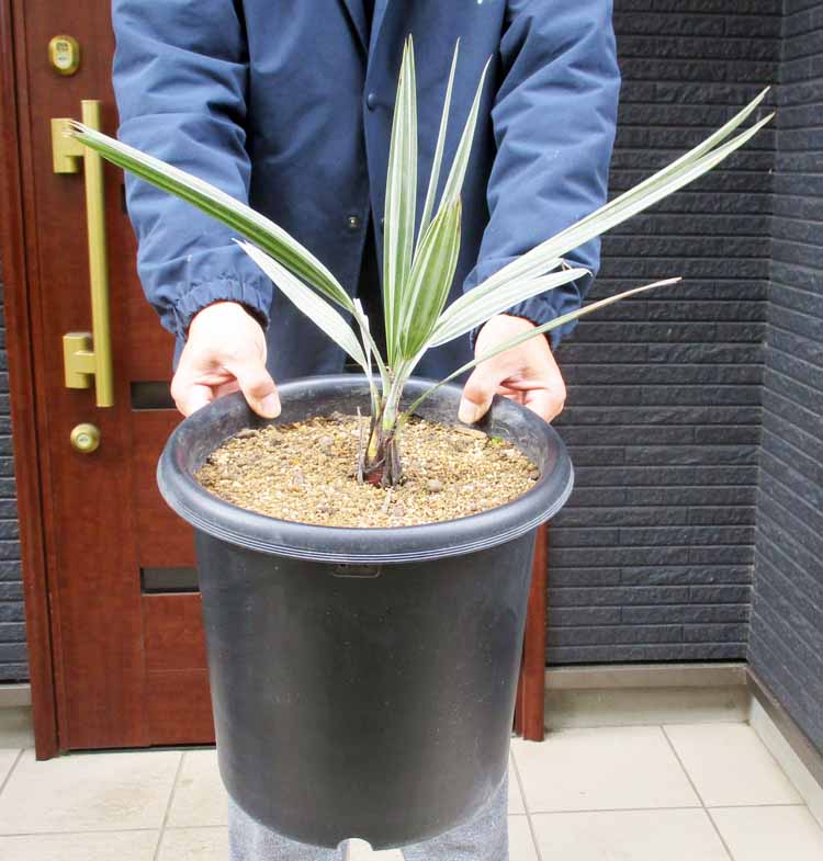 楽天市場】【現品・現物】【耐寒性ヤシ 椰子】チャメロプス・フミリス