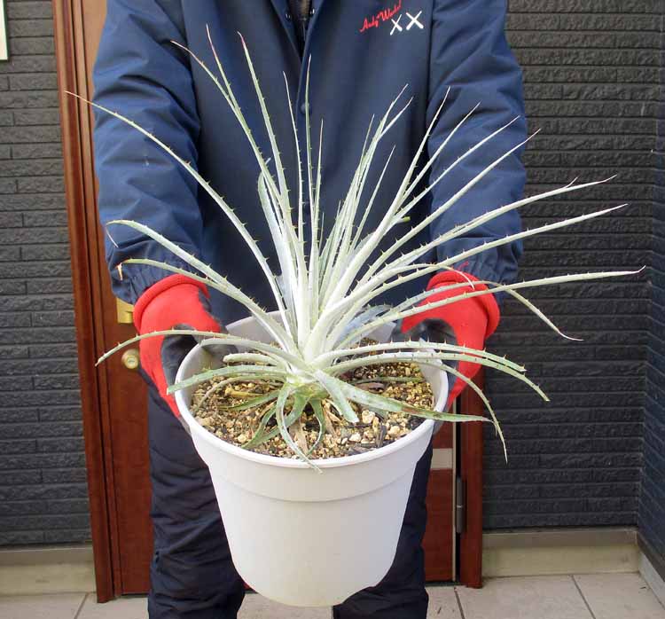 楽天市場】【現品・現物】プヤ・セルーレア 大株 puya coerulea 8号 UR