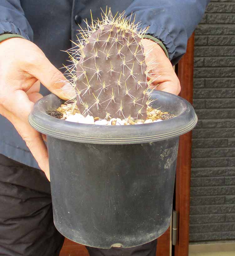 楽天市場】現品 サボテン オプンチア 這団扇 3号 繫殖力トップクラス