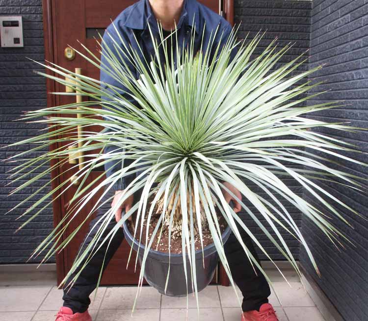 楽天市場】【現品・現物】発根済 ユッカ・リネアリフォリア - yucca