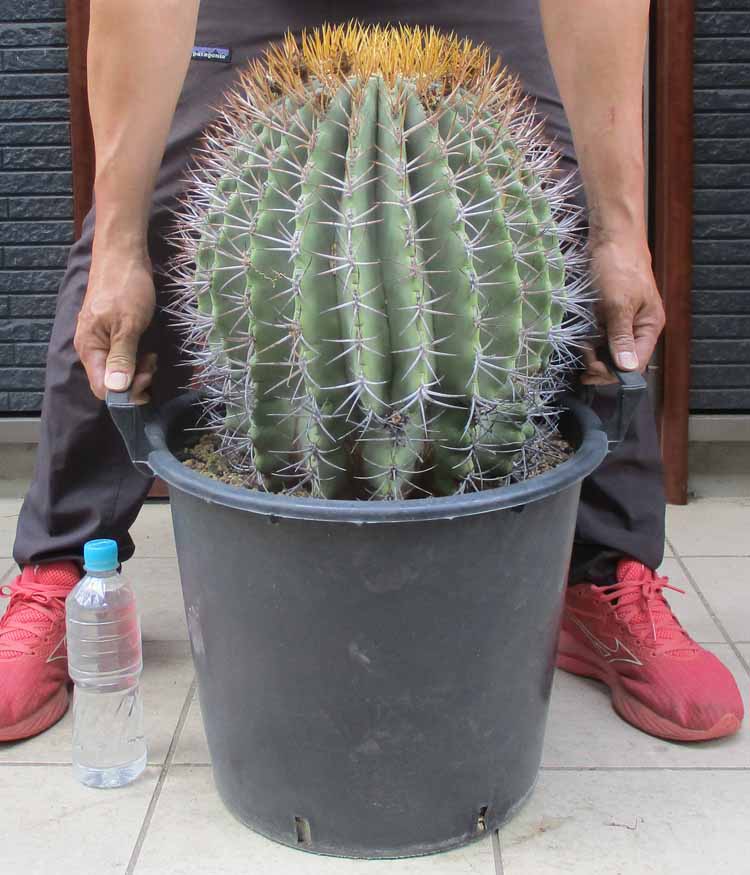 １点もの 超大株【現品・現物】サボテン・フェロカクタス・カルメン玉 Ferocactus diguetii v. carmenensis 15号 A9番