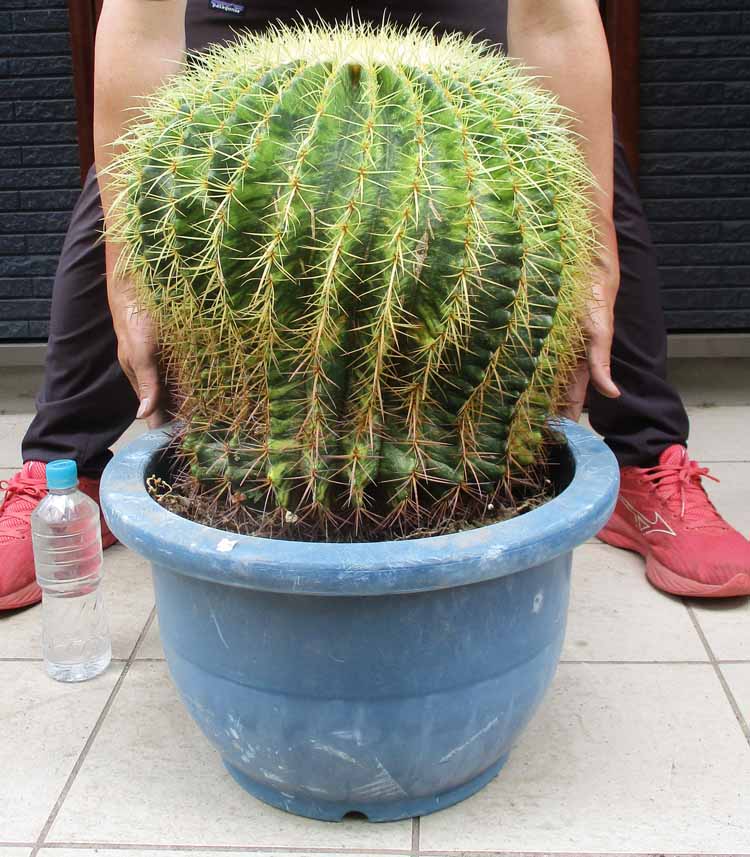 【現品・現物】【貨物輸送無料（客体外地方あり）】超大型 カクタス・キン鯱・斑入り 斑入りの金鯱 人並み外れた  (金鯱、Echinocactus grusonii ) 13号好いかげんに F7番