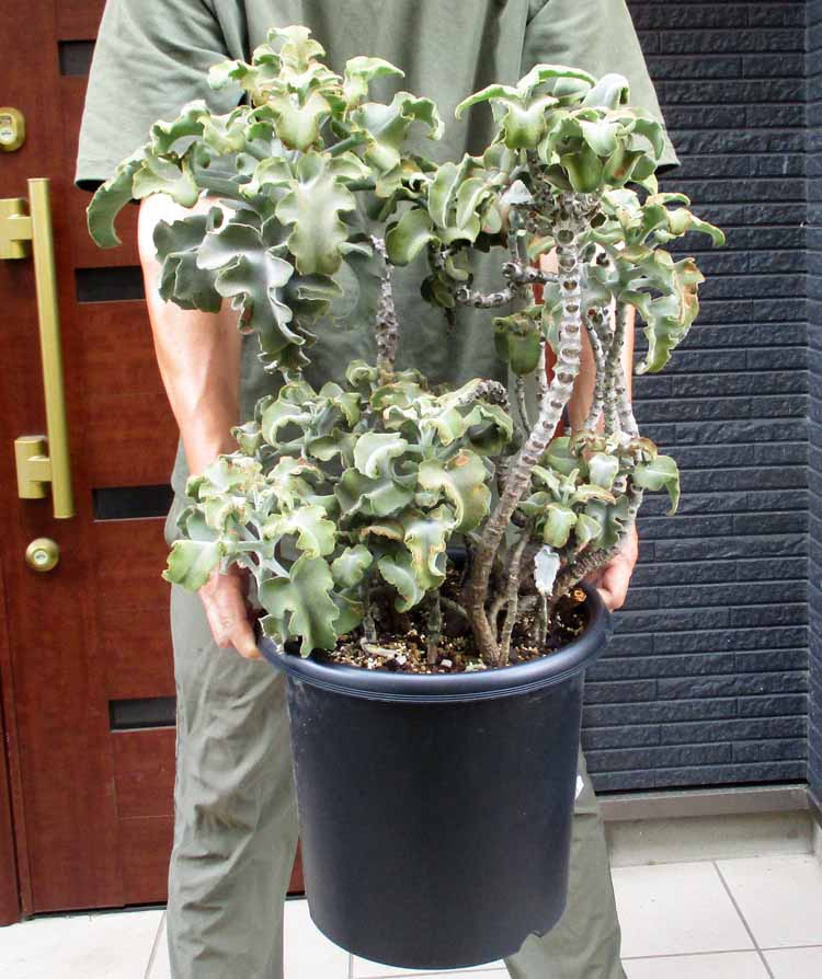 【現品】グレビレア・プーリンダローヤルマントル　13号　２G番 楽天市場】【現品・現物】グレビレア・プーリンダローヤルマントル 13