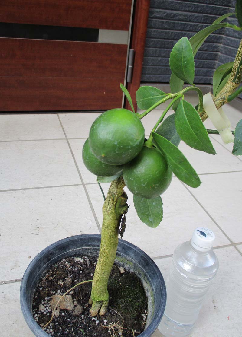 送料無料 現品 現物 マイヤーレモン レモンの苗木 レモンの木 レモンとオレンジの自然交配種 実付きしっかりした苗 号 あ 番 ユズ 柚子 みかん ミカン 庭木 実がなる 果実 Ekushe News24 Com