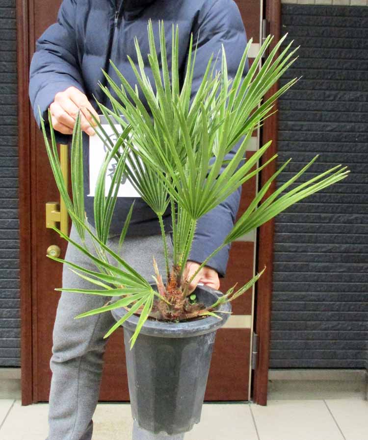 楽天市場】NEW!【現品・現物】マクロザミア・マクドンネリー（Macrozamia macdonnellii） 13号 MK番 : 松や植物園  楽天市場支店