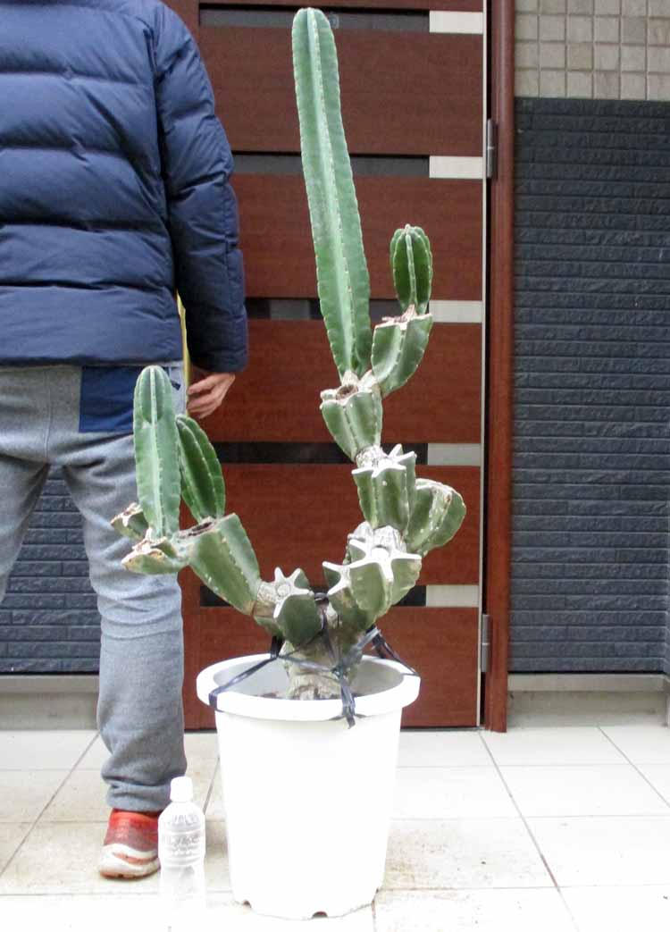 楽天市場】【現品】サボテン・ワラシー 8号 A7番 【人気 植物