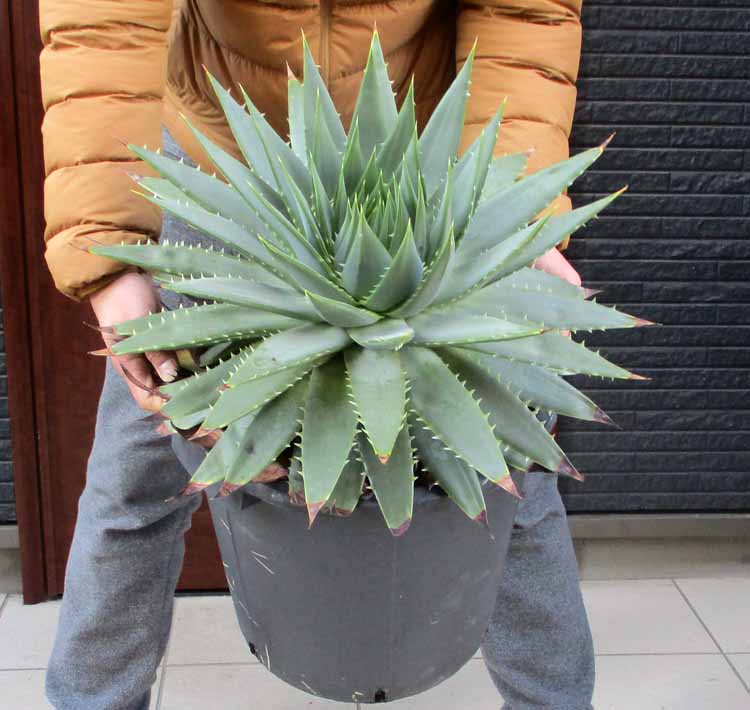楽天市場】多肉植物：アロエ ポリフィラ*幅58cm 現品！一品