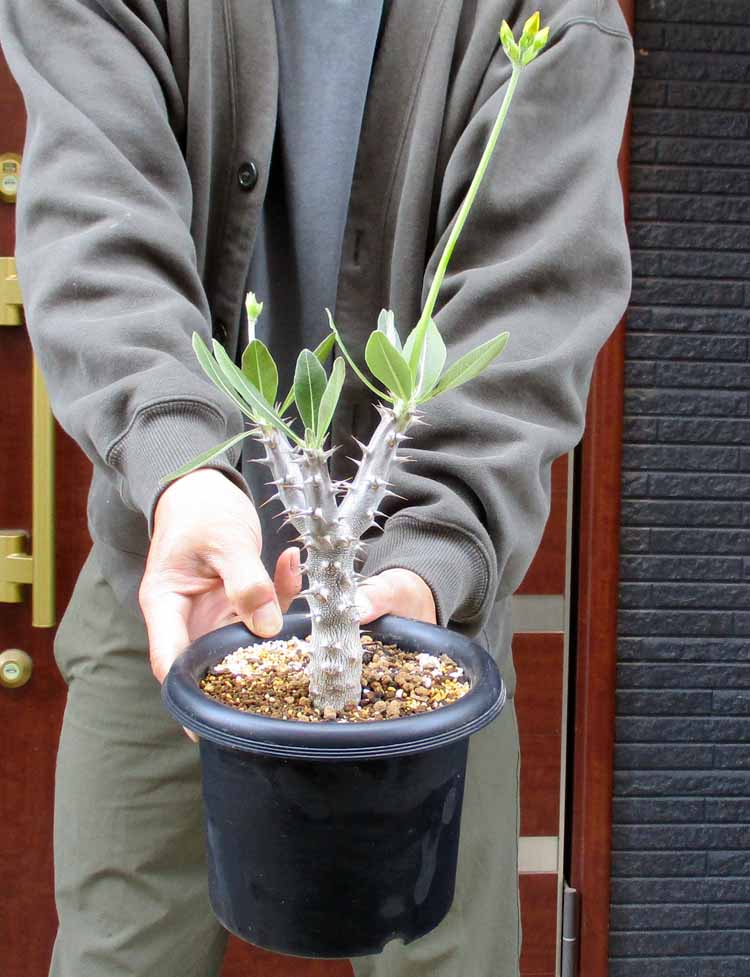 楽天市場】【現品・現物】【タンクブロメリア】 エクメア・チャン