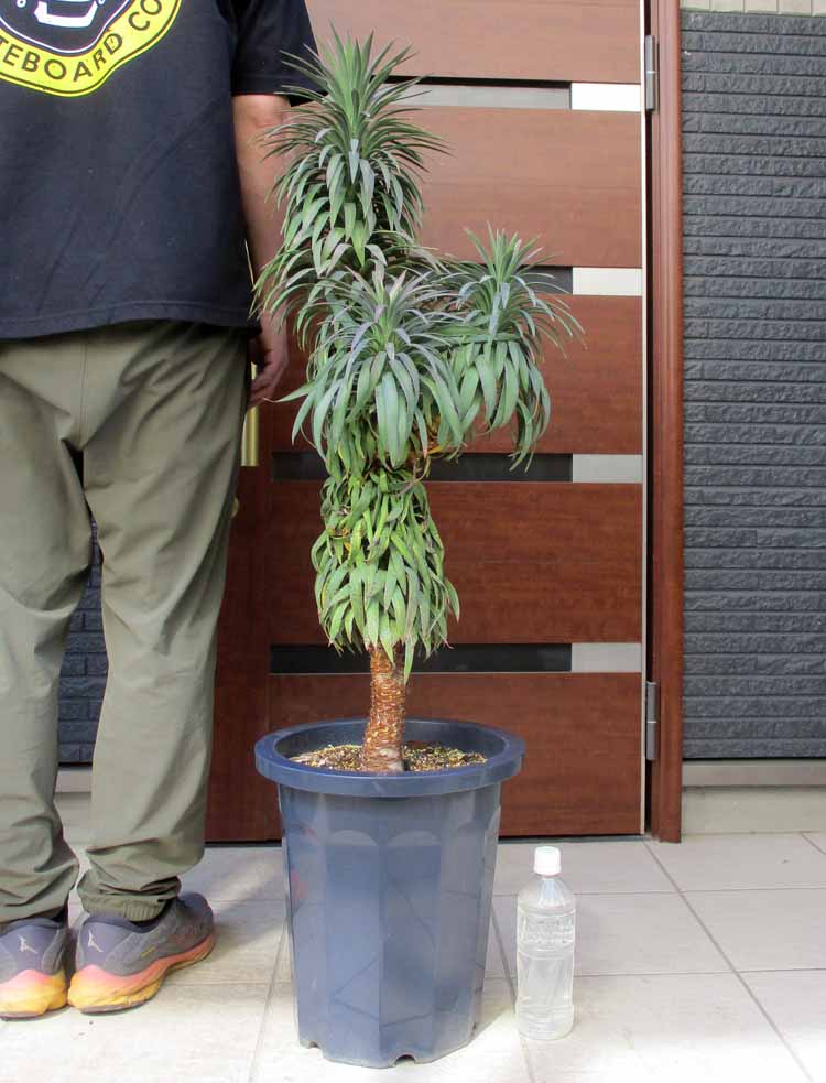 斑入りユッカ　サムライソウル　現品　約120cm 楽天市場】【現品・現物】ユッカ・サムライソウル（ユッカ・エレファン