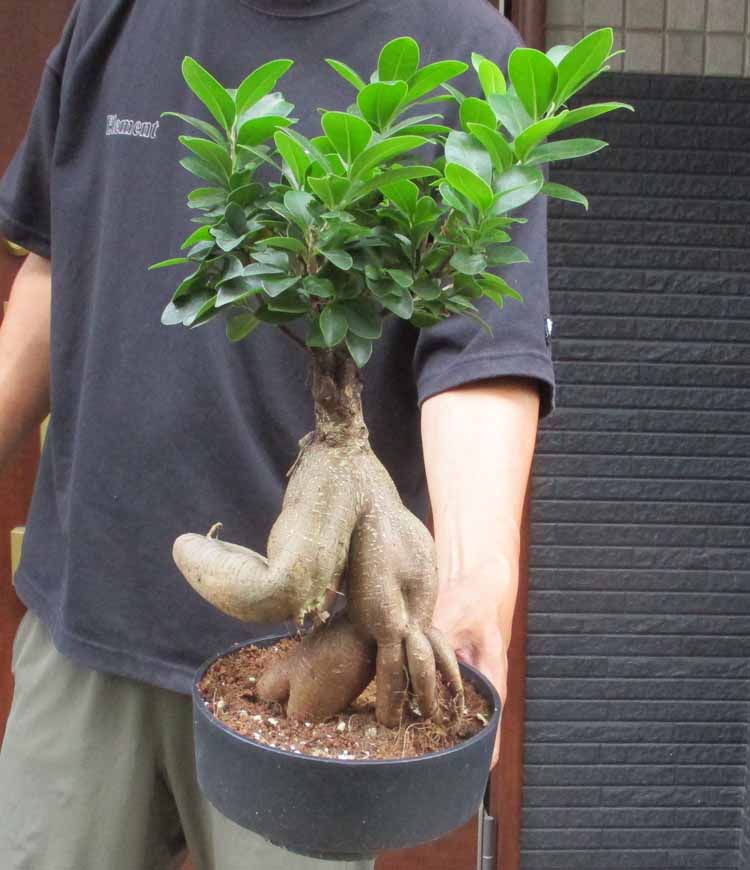 楽天市場】【現品・現物】カナリーヤシ カナリヤシ 椰子の木