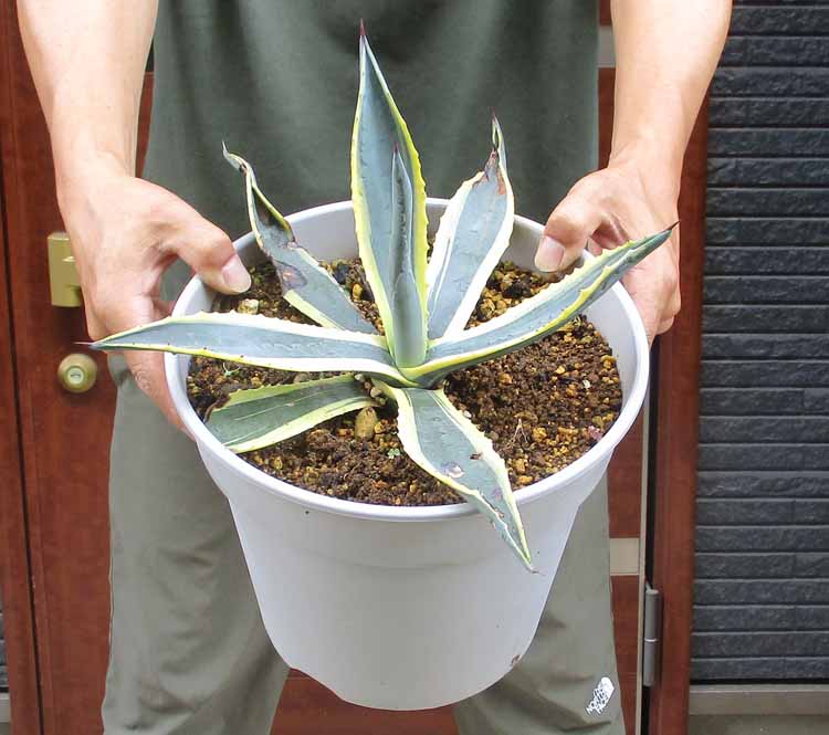 楽天市場】【現品】アガベ 華厳 (アガベ アメリカーナメディア