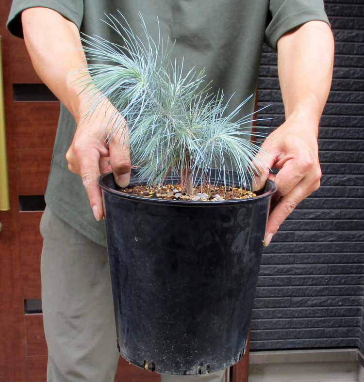 楽天市場】【現品・現物】ピニョン松・マルチネスピニョンマツ