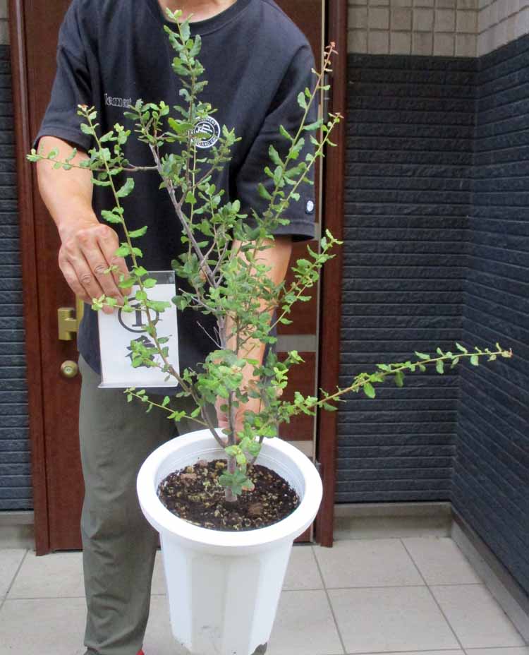 楽天市場】【現品・現物】ブルーマキ マキ・アイシーブルー Podocarpus