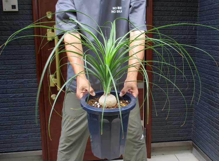 2000円値下げ　サバルヤシ　超耐寒性 楽天市場】☆【現品・現物】氷点下でも大丈夫 耐寒性の高いヤシ