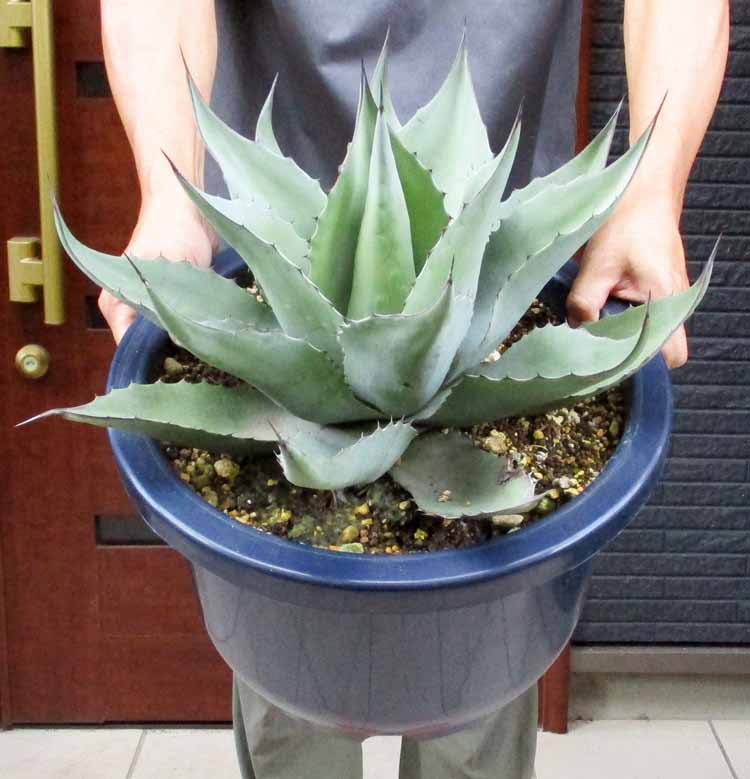 オバティフォリア　鉢植えのまま発送 オバティフォリア 鉢植えのまま発送