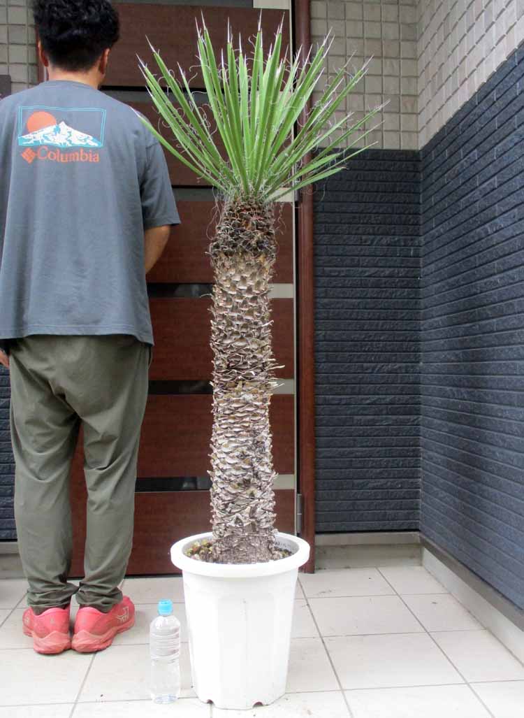 【現品】幹立ち！ユッカ・フィリフェラ（Yucca filifera）10号は８番 現品】幹立ち！ユッカ・フィリフェラ（Yucca filifera）10号は8