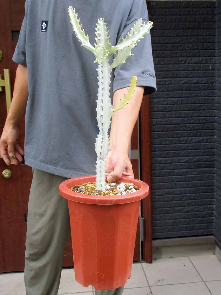 楽天市場】☆超大型☆日時指定できません☆【現品・現物】ユーホルビア