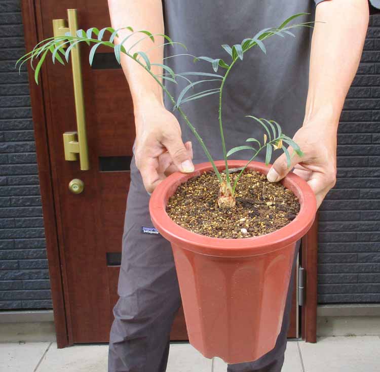 楽天市場】【現品発送】サイカス タイシルバー（タイ原産銀葉