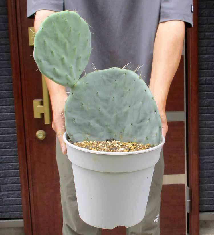 うちわサボテン　団扇サボテン【B】 楽天市場】ウチワサボテン(団扇サボテン) 斑入りオプンチア