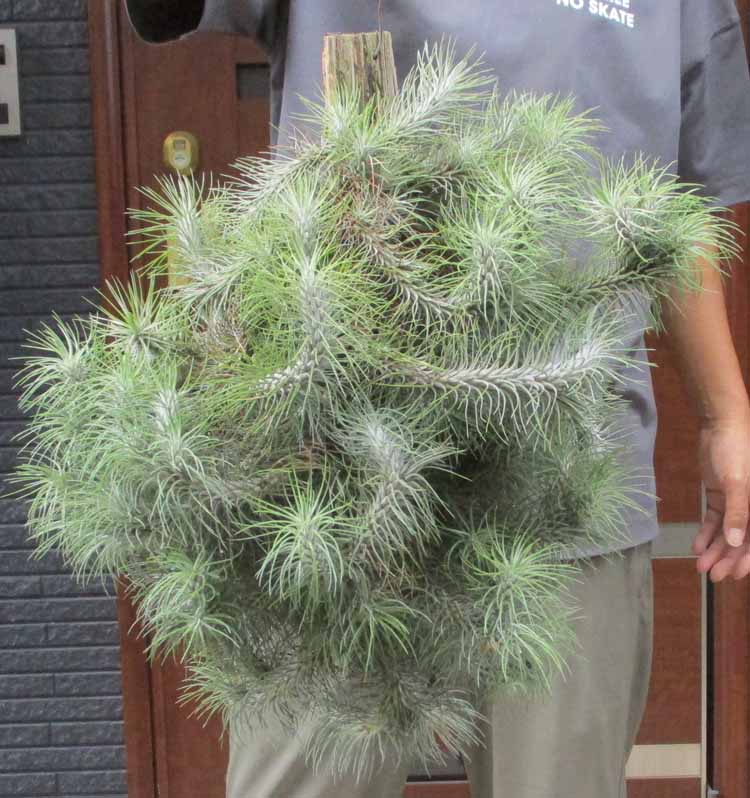 楽天市場】【現品・現物】ブリガミア・インシグニス Brighamia