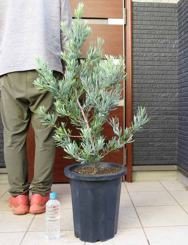 楽天市場】【現品・現物】ピニョン松・マルチネスピニョンマツ・ビッグ