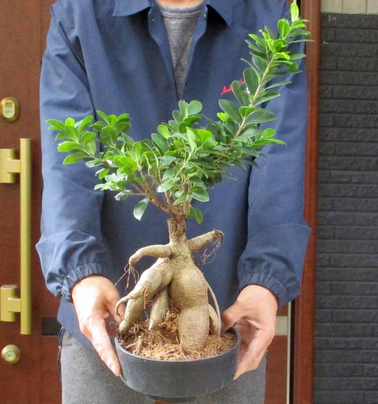 楽天市場】冬は落葉します。発根済【現品・現物】【盆栽】バオバブの木