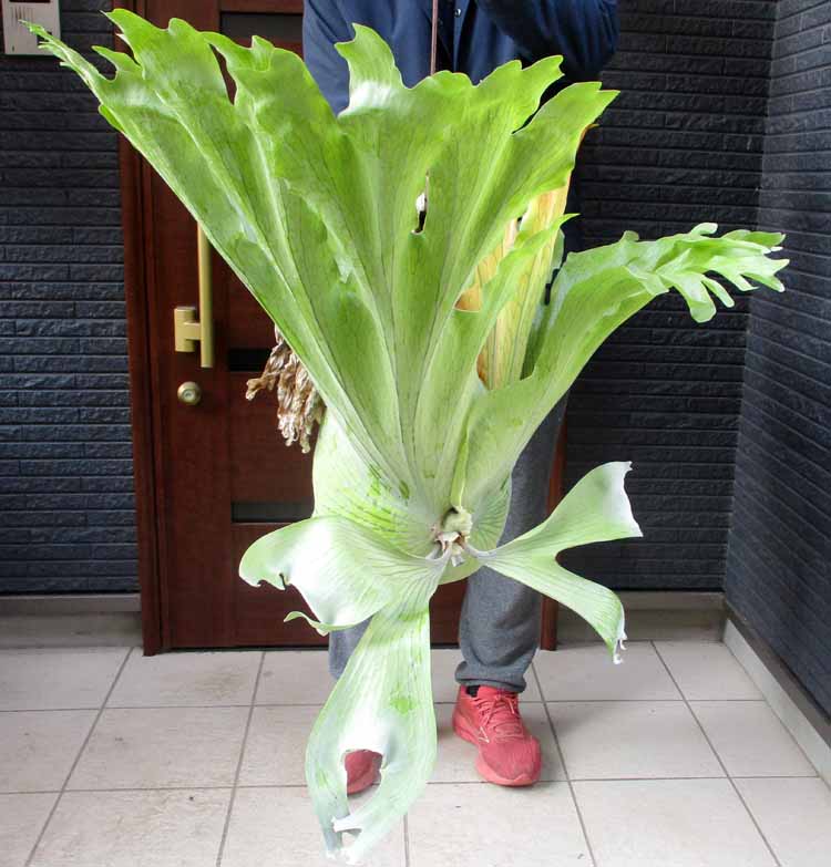 楽天市場】【現品・現物】塊根植物 アフリカ亀甲竜 5号（キッ