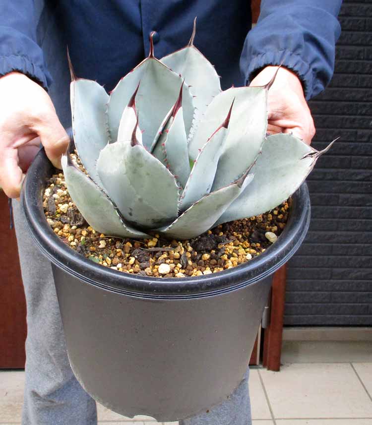 楽天市場】【送料無料】アガベ パリー トルンカータ トランカータ