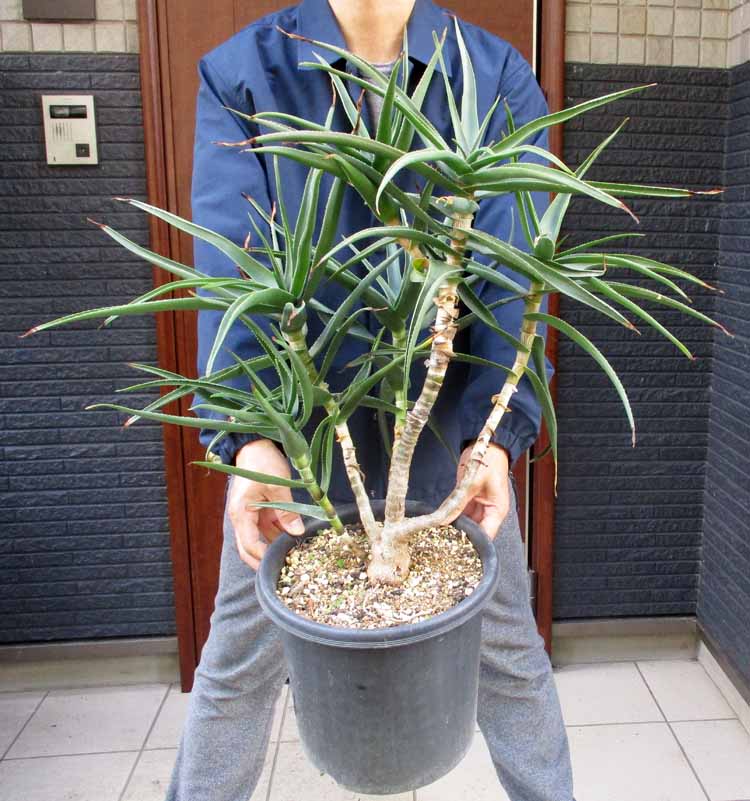 楽天市場】アロエ（ストリアツラ） 10号 ポット苗 1鉢 アロエストリア