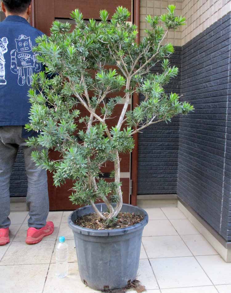 楽天市場】【現品・現物】グレビレア・バンクシー グレビリア