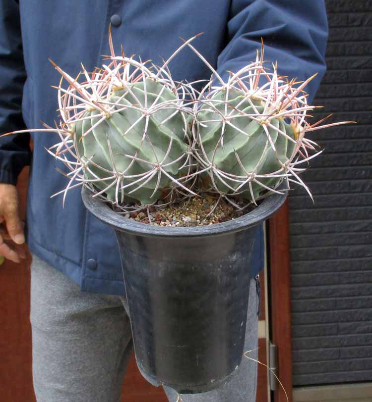 【現品・現物】Echinocactus エキノカクタス ・大竜冠 タイリュウカン 接 6号 T番