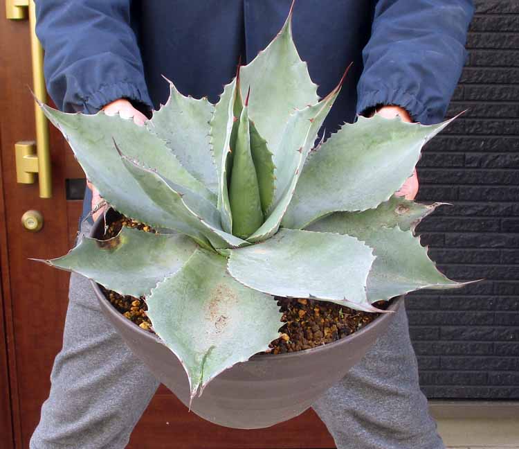 楽天市場】【現品発送】アガベ オバティフォリア【オルカ】 苗木【FA