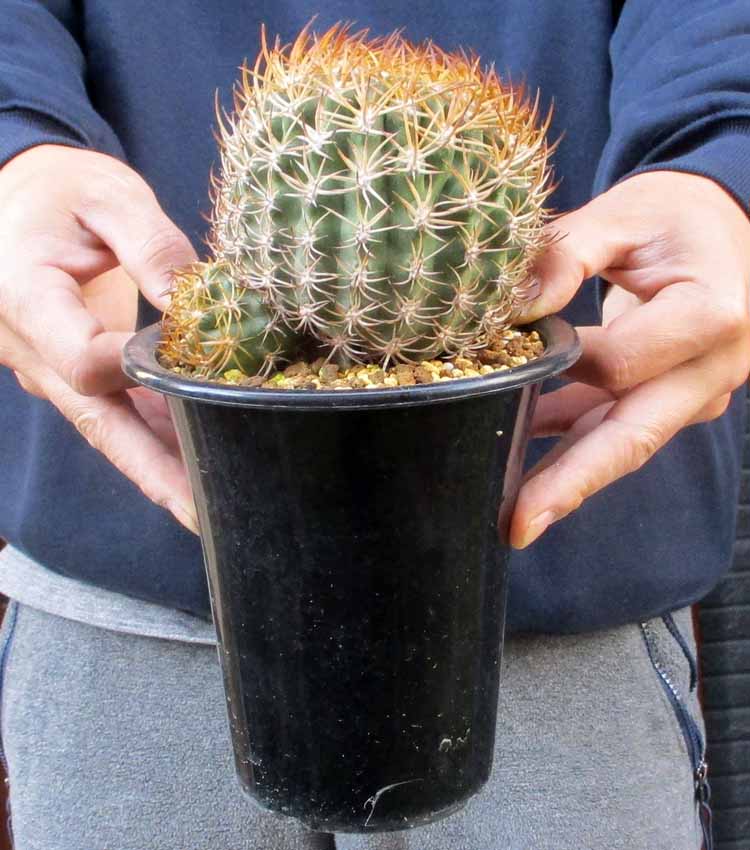 楽天市場】【現品・現物】サボテン・オプンチア・マクロケントラ