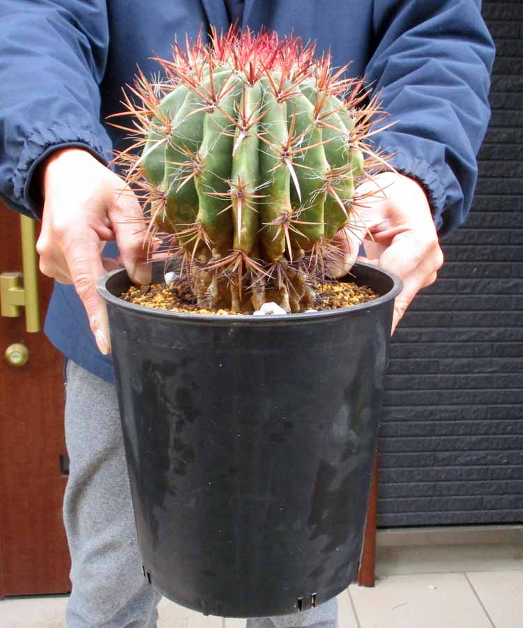 楽天市場】サボテン：フェロカクタス 強刺文鳥丸*幅15cm 現品！一品