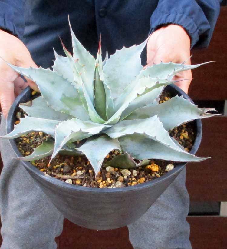 楽天市場】ロックガーデン・ドライガーデンにお勧め【現品・現物