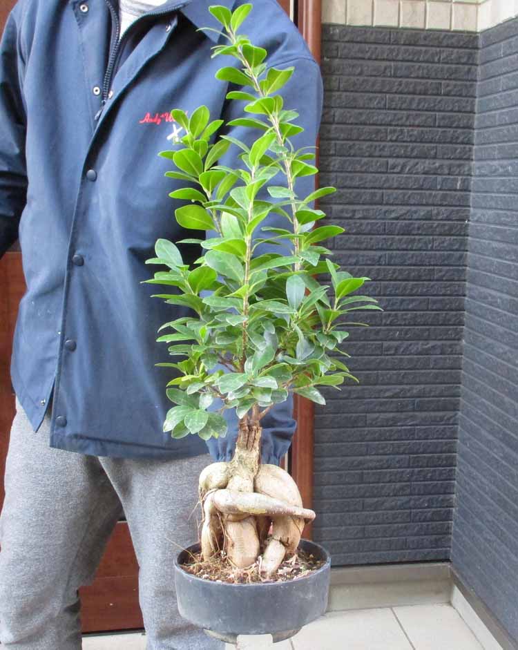 楽天市場】【現品・現物】発根済 バオバブの木 バオバブ・ディギタータ