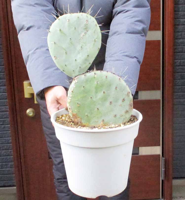 楽天市場】【現品・現物】柱サボテン 10号サイズ【観葉植物 サボテン