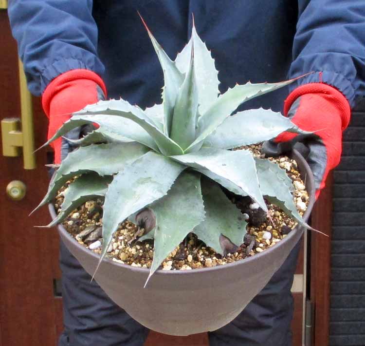 楽天市場】【現品発送】アガベ オバティフォリア【オルカ】 苗木【FA