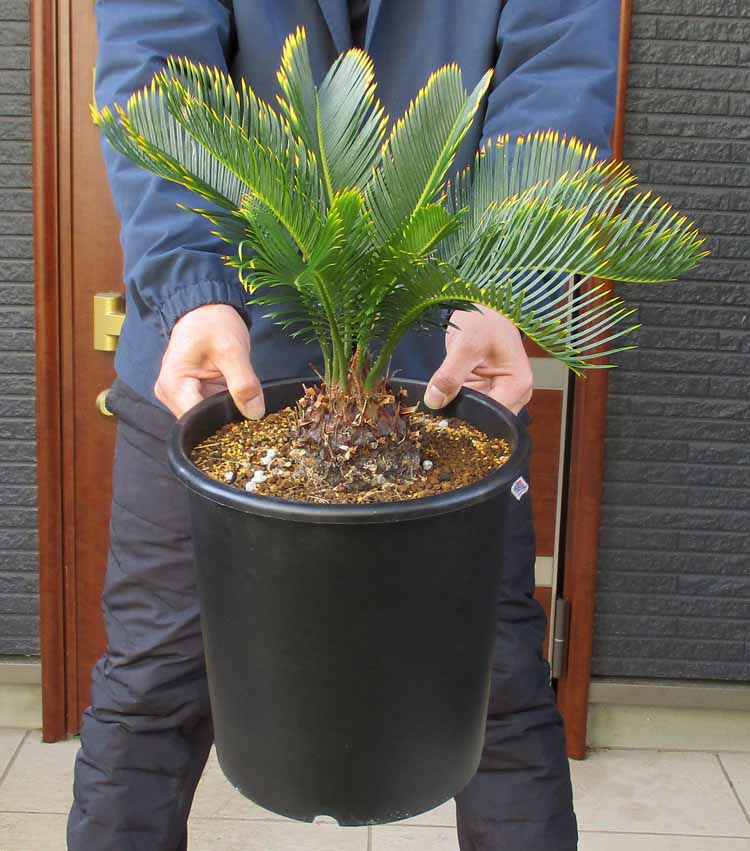 楽天市場】【現品・現物】Trithrinax campestris トリスリナックス