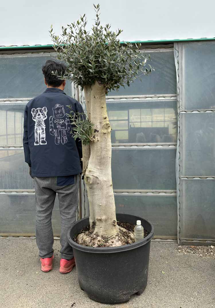 【現品】超極太の幹！オリーブの木 20号