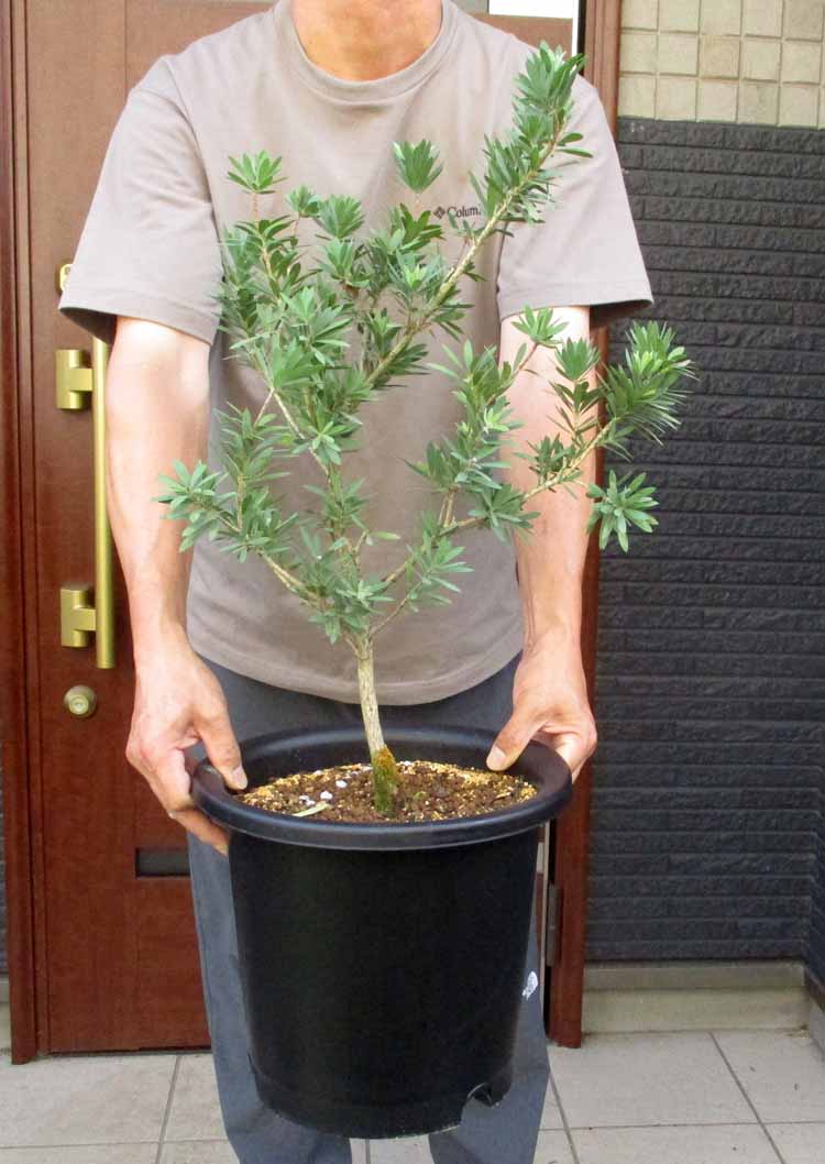 【現品・現物】矮性　キンポウジュ・カリステモン・リトルジョン Callistemon citrinus Little John（金宝樹・ブラシノキ）9号　B6番　オージープランツ　ネイティブプランツ　岡山では屋外で問題なく越冬しています。｜松や植物園　支店