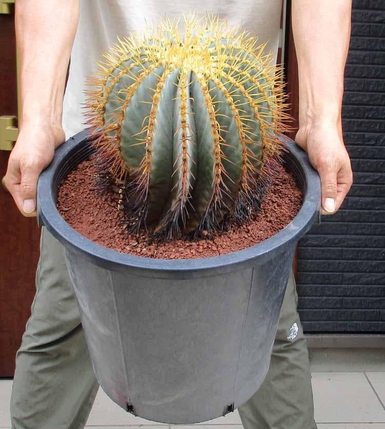 王冠竜　8号 楽天市場】王冠竜 オウカンリュウ サボテン フェロカクタス 8号鉢 1鉢