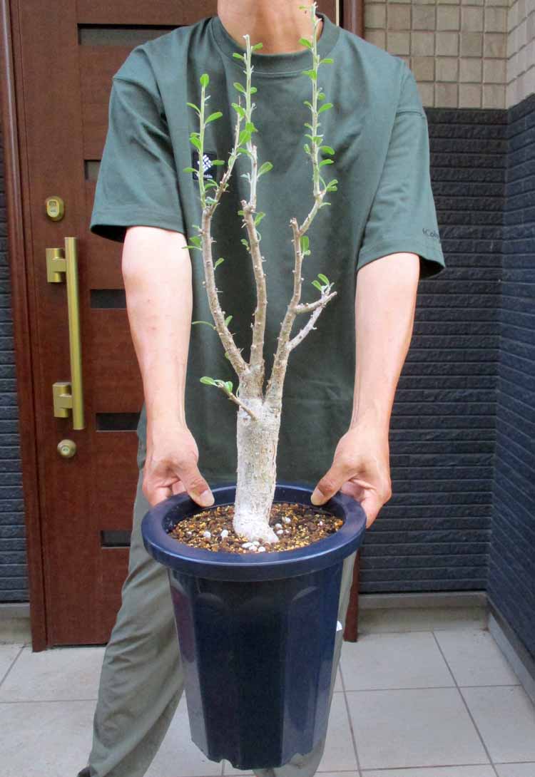 ブリガミア インシグニス 激レア ブリガミア インシグニス 激レア ☆TO☆希少☆アルラ ブリガミア