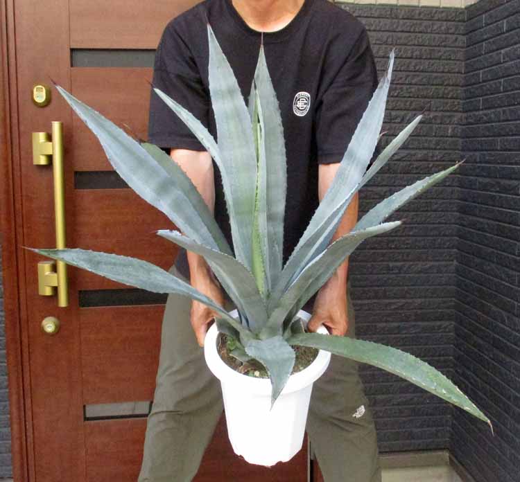 tora　アガベ　ウェベリー　agave weberi warlord Agave weberi - Devil Mountain Wholesale Nursery