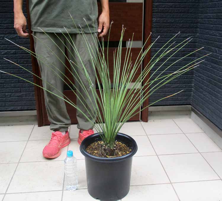 楽天市場】【現品】 耐寒性 ダシリリオン ロンギシカム 10号