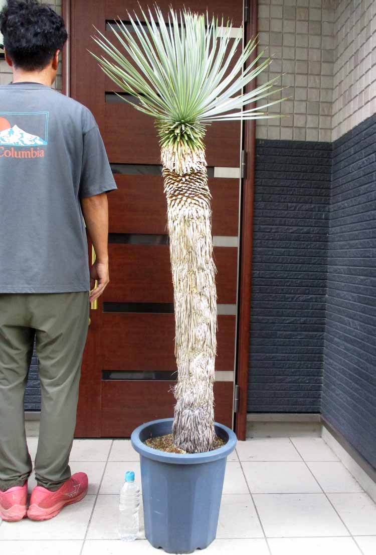 現品　ユッカ　ロストラータ　サファイアスカイ　3番　幹上がり　ドライガーデン 楽天市場】ユッカ ロストラータ'サファイヤ スカイズ' : お