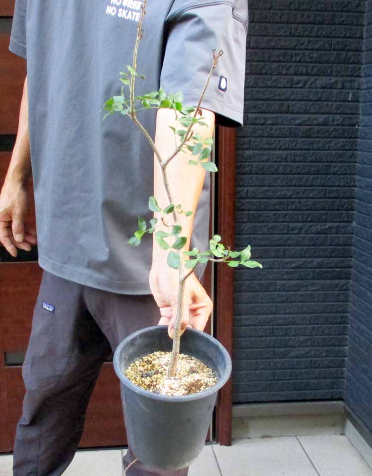 楽天市場】☆【現品・現物】ケラリア・ナマクエンシス 6号 X64番